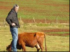 Médico veterinário Oldemar Weiller analisa o sistema de produção de leite dos Hammes.